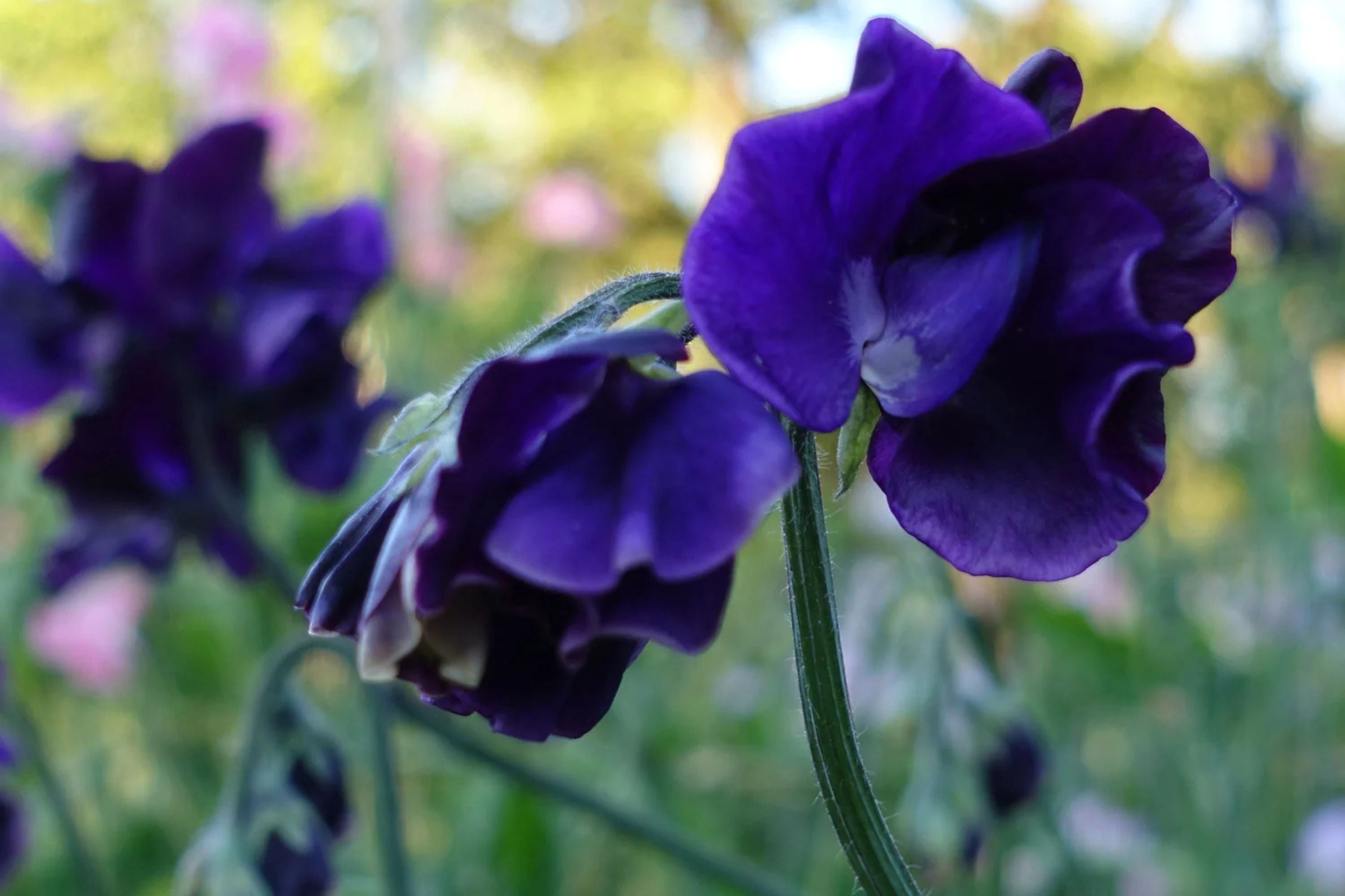 Royal Navy Blue Sweet Pea Seeds | Fragrant Purple/Blue Blooms | Attracts Pollinators | Non-GMO |