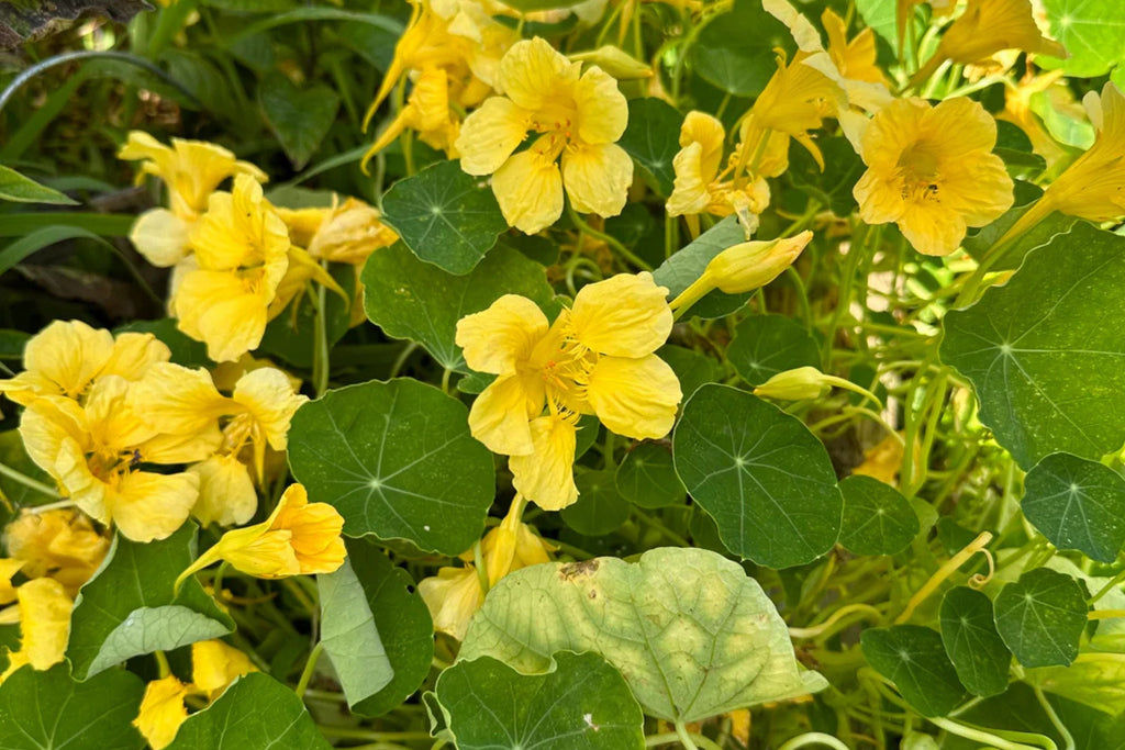Moonlight Nasturtium Seeds | Creamy Yellow Blooms | Trailing Vines | Edible Flowers |  | Heirloom