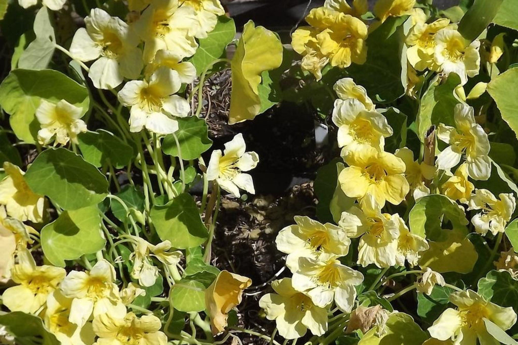 Moonlight Nasturtium Seeds | Creamy Yellow Blooms | Trailing Vines | Edible Flowers |  | Heirloom
