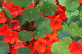 Empress Of India Nasturtium Seeds | Crimson Blooms | Edible Flowers | Non-GMO |  | Compact & Fragrant