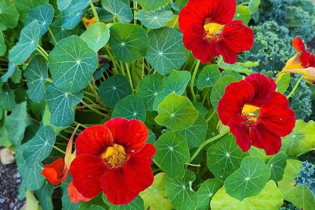 Empress Of India Nasturtium Seeds | Crimson Blooms | Edible Flowers | Non-GMO |  | Compact & Fragrant