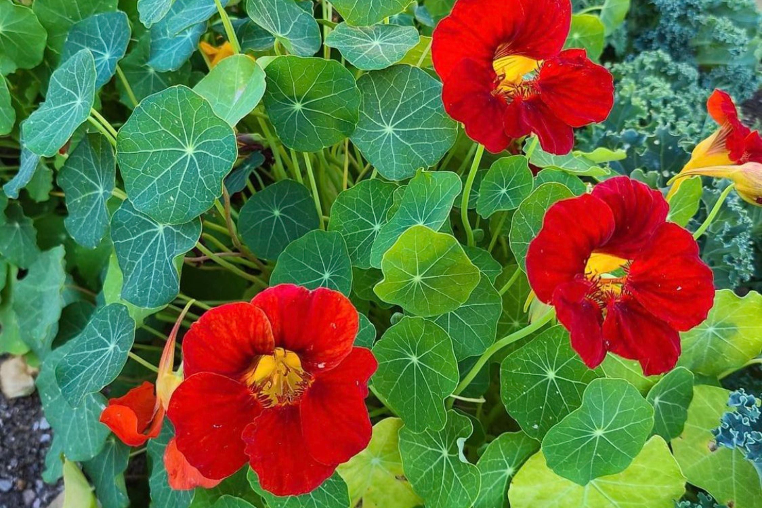 Empress Of India Nasturtium Seeds | Crimson Blooms | Edible Flowers | Non-GMO |  | Compact & Fragrant