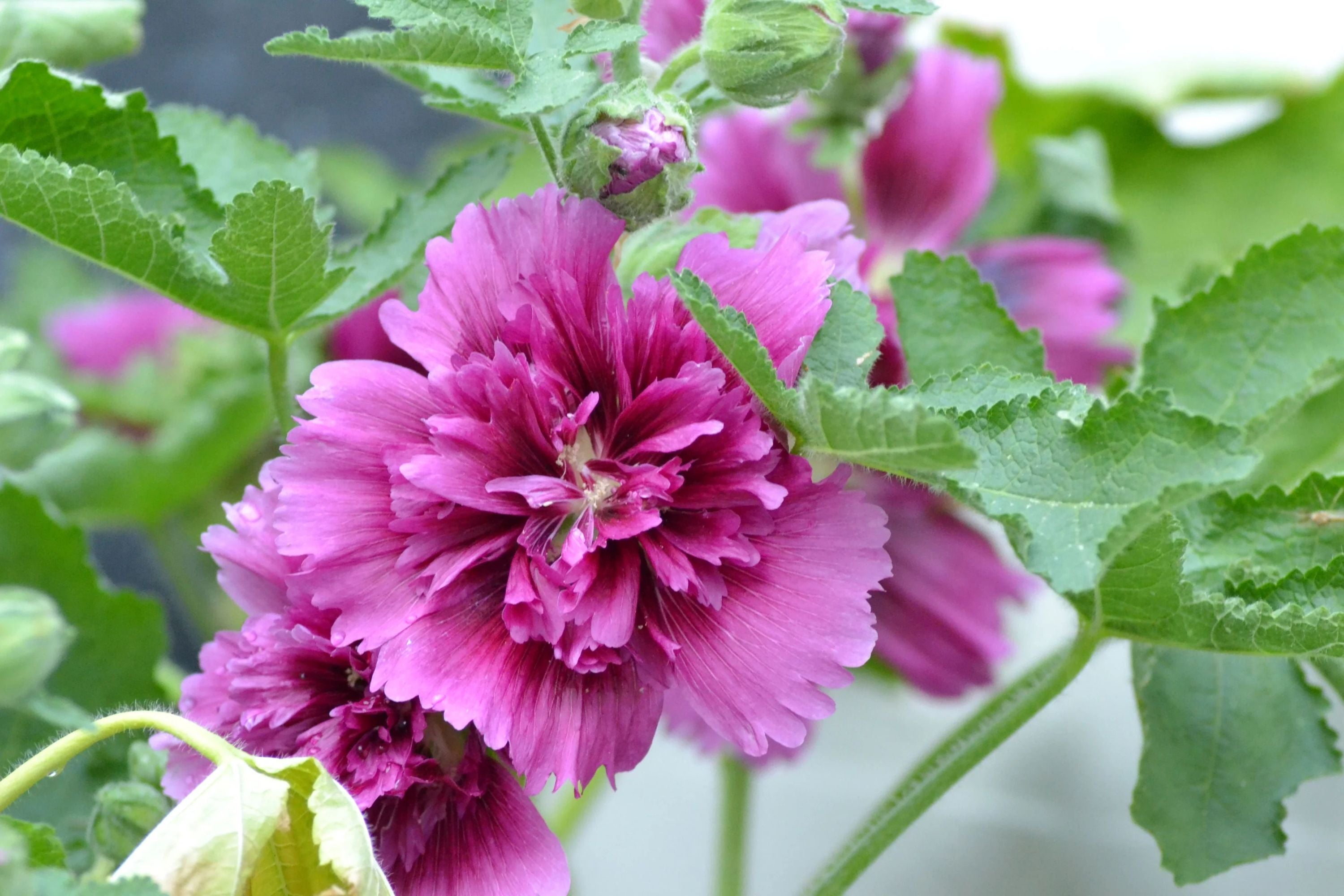 Queeny Purple Hollyhock Seeds | Magenta Blooms | Attracts Pollinators | Non-GMO |  | Biennial