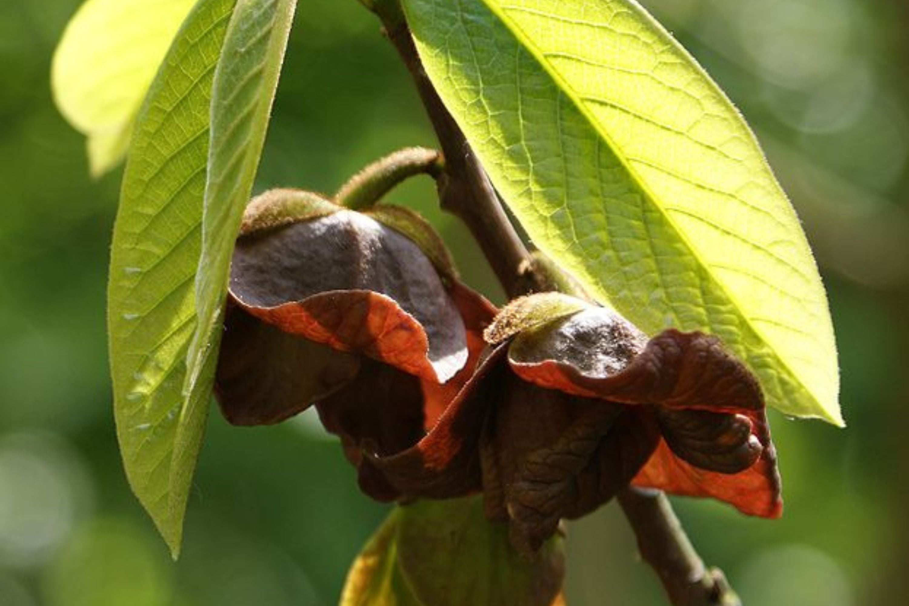 5 Paw Paw Tree Seeds (Asimina Triloba) | Fresh Stratified Indiana Banana Seeds | Ready to Plant | Unique Fruit & Purple Blossoms