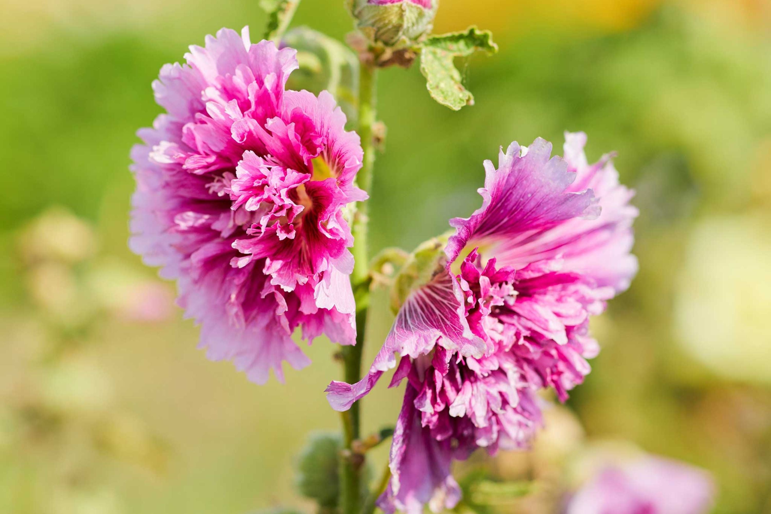 Queeny Purple Hollyhock Seeds | Magenta Blooms | Attracts Pollinators | Non-GMO |  | Biennial