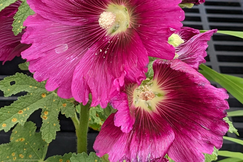 Queeny Purple Hollyhock Seeds | Magenta Blooms | Attracts Pollinators | Non-GMO |  | Biennial