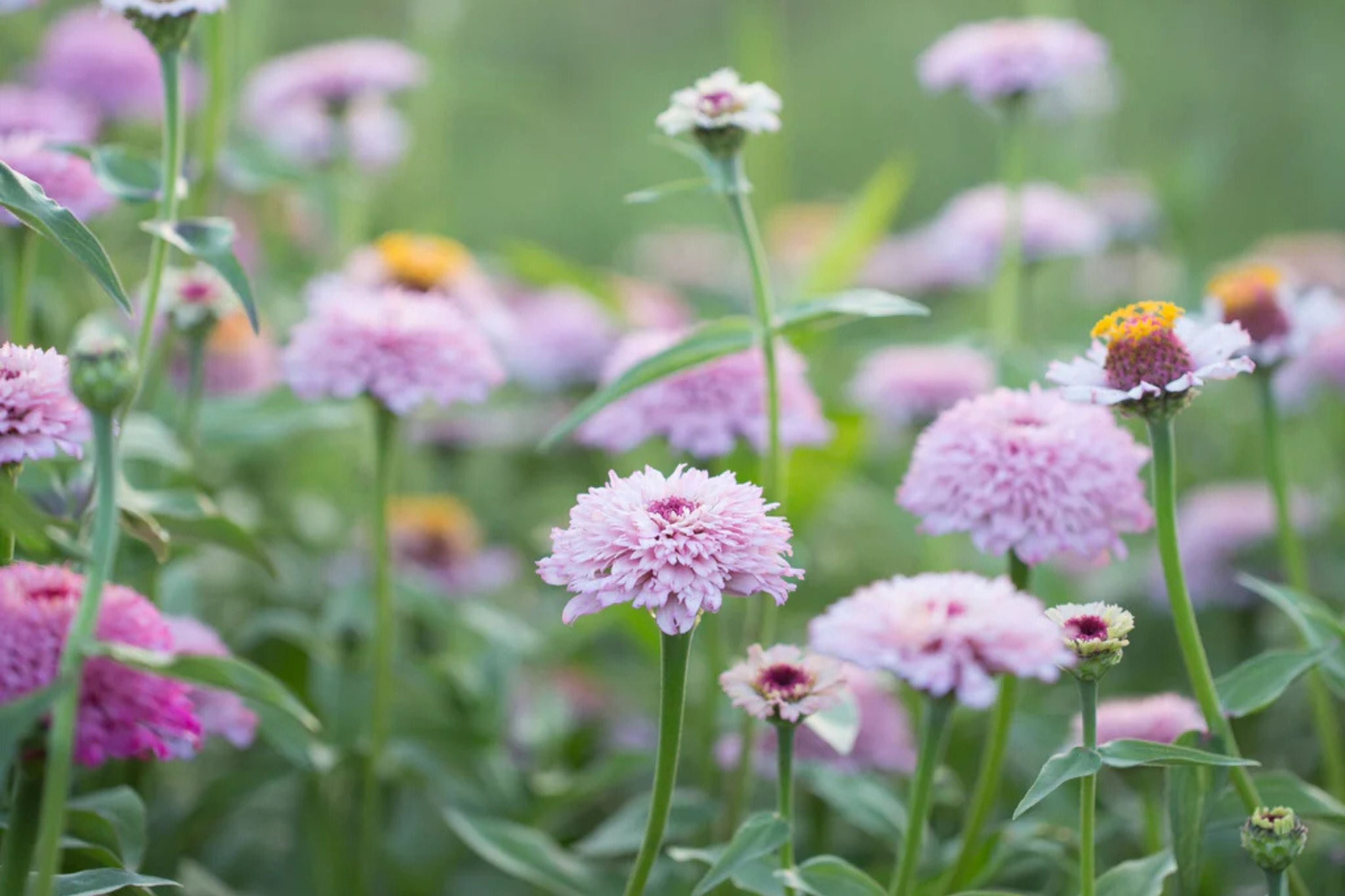 Zinderella Lilac Zinnia Seeds - 100+ Double Bloom Seeds - USA Grown -  - Cut Flower Garden - Butterfly Magnet - Easy Grow