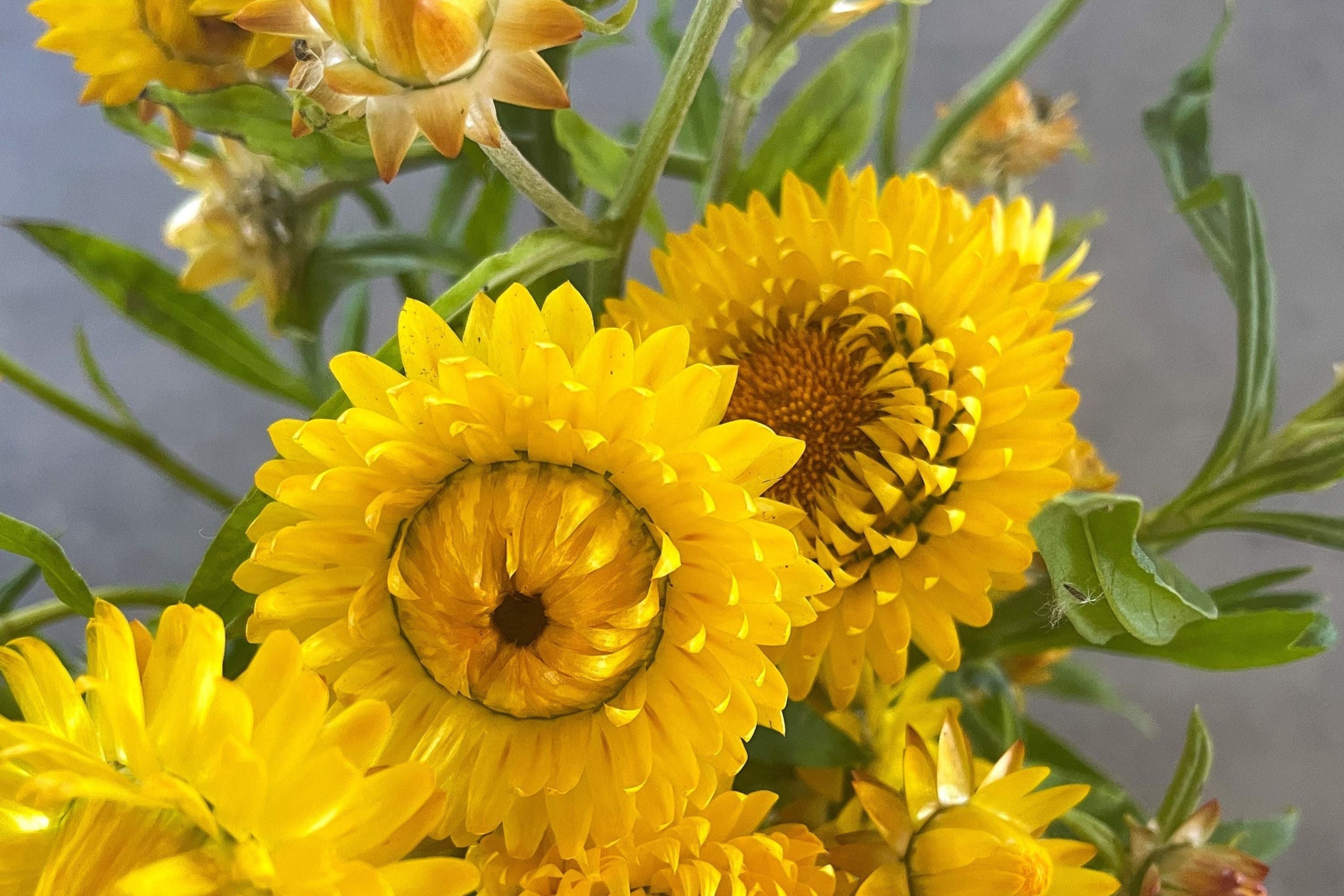 Golden Yellow Strawflower Seeds | Everlasting Blooms | Cut & Dried Flowers | Non-GMO |  | Easy to Grow