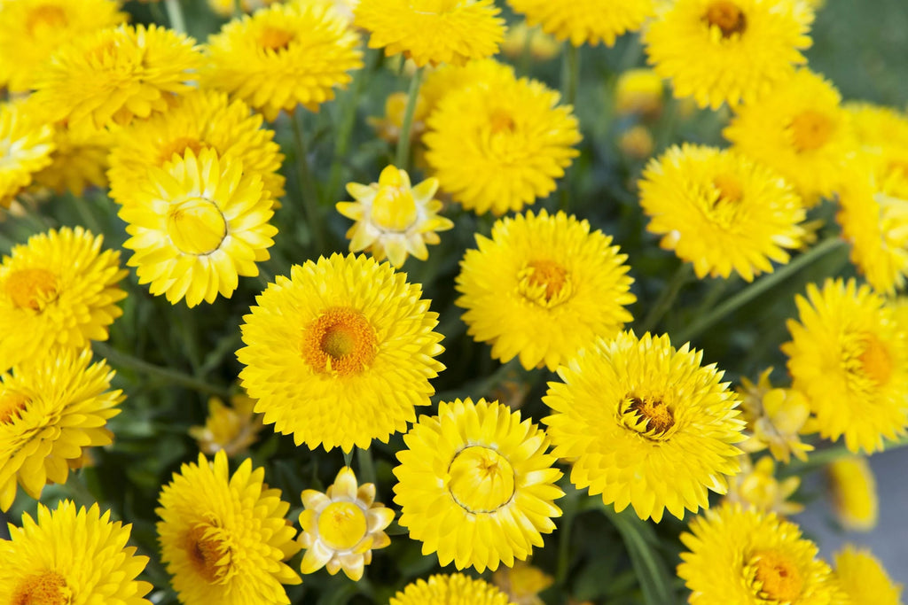 Golden Yellow Strawflower Seeds | Everlasting Blooms | Cut & Dried Flowers | Non-GMO |  | Easy to Grow