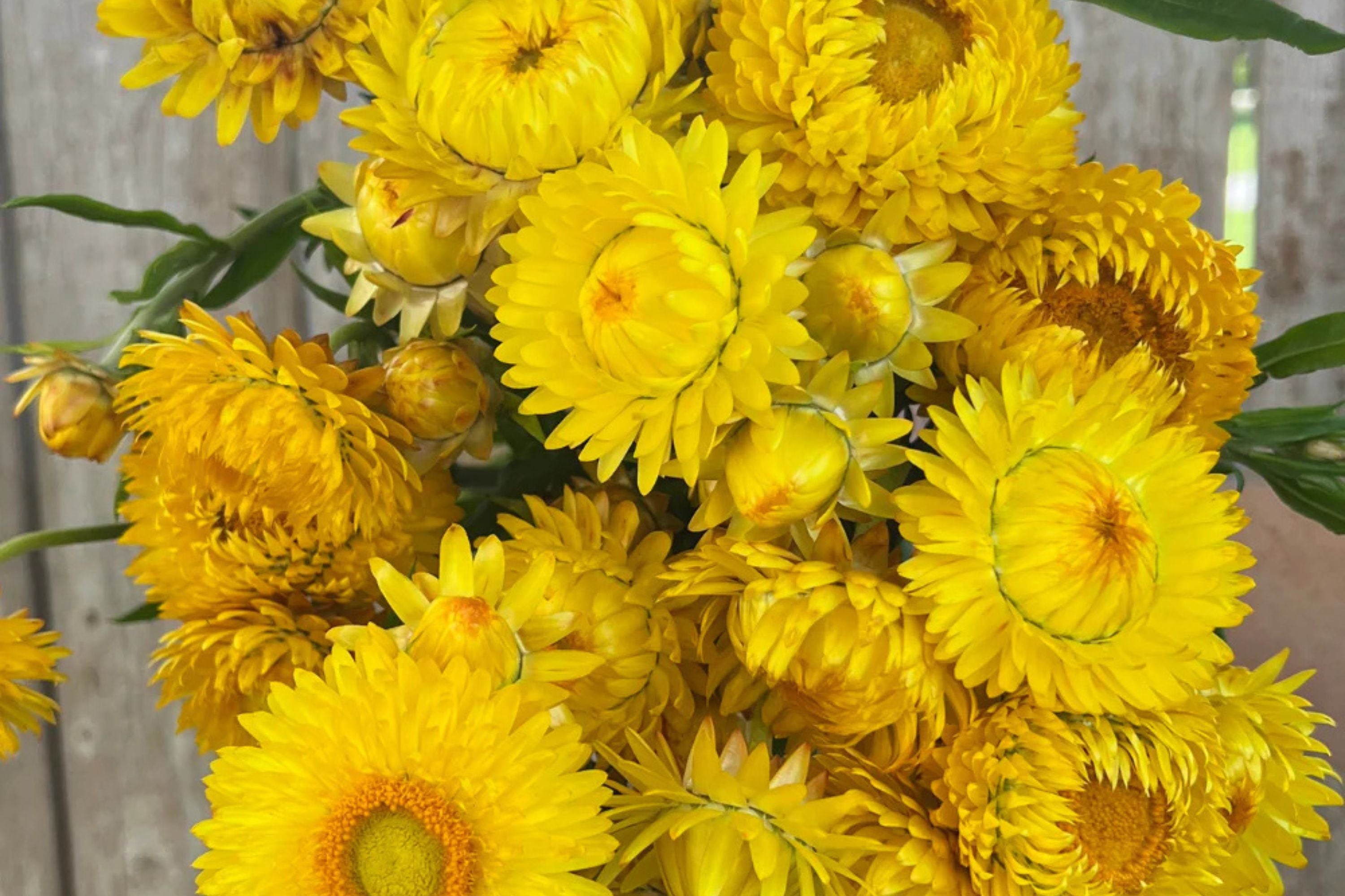 Golden Yellow Strawflower Seeds | Everlasting Blooms | Cut & Dried Flowers | Non-GMO |  | Easy to Grow