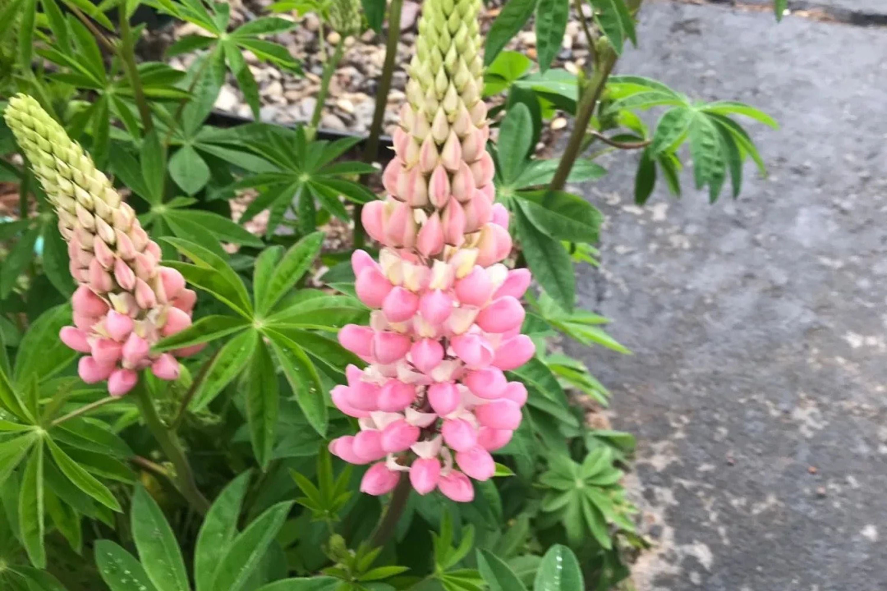 Chatelaine Lupine Seeds | Rosy Pink & White Flowers | Attracts Hummingbirds & Butterflies | Non-GMO |  | Perennial