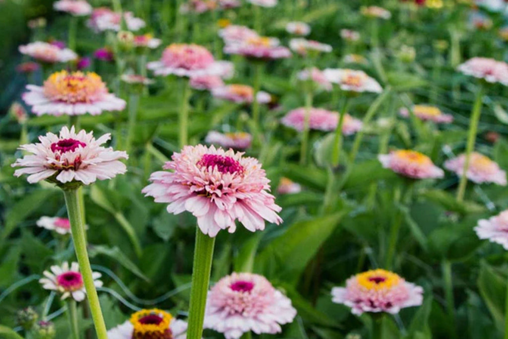 Zinderella Lilac Zinnia Seeds - 100+ Double Bloom Seeds - USA Grown -  - Cut Flower Garden - Butterfly Magnet - Easy Grow