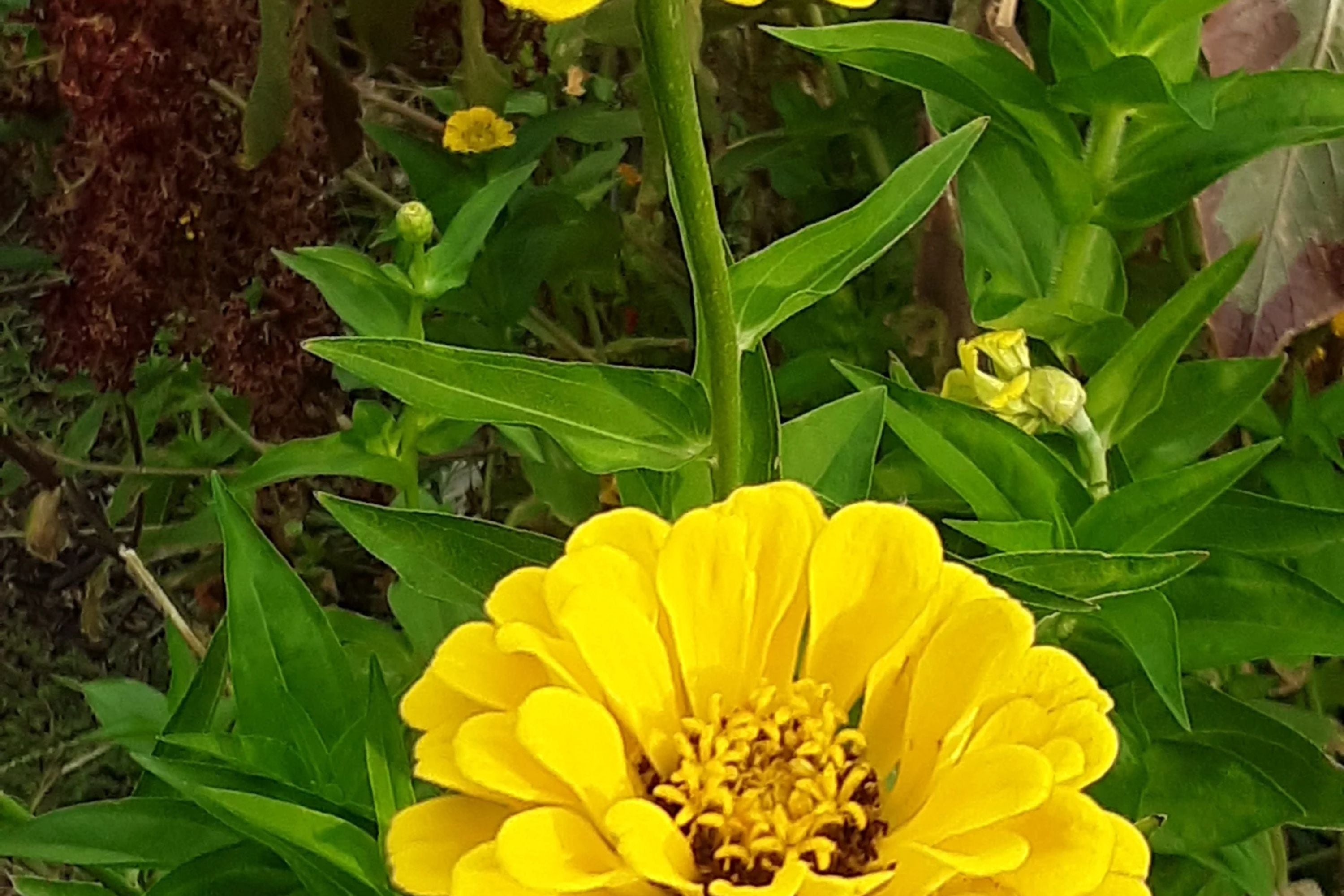 Canary Bird Zinnia Seeds | Bright Yellow Flowers | Attracts Bees & Butterflies | Non-GMO |  | Easy to Grow