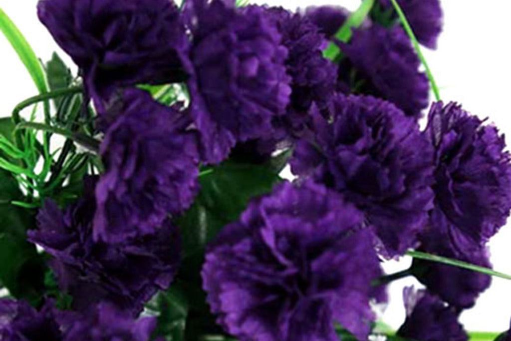 Grenadin King of Blacks Carnation Seeds | Deep Purple Blooms | Fragrant Heirloom | Attracts Pollinators |