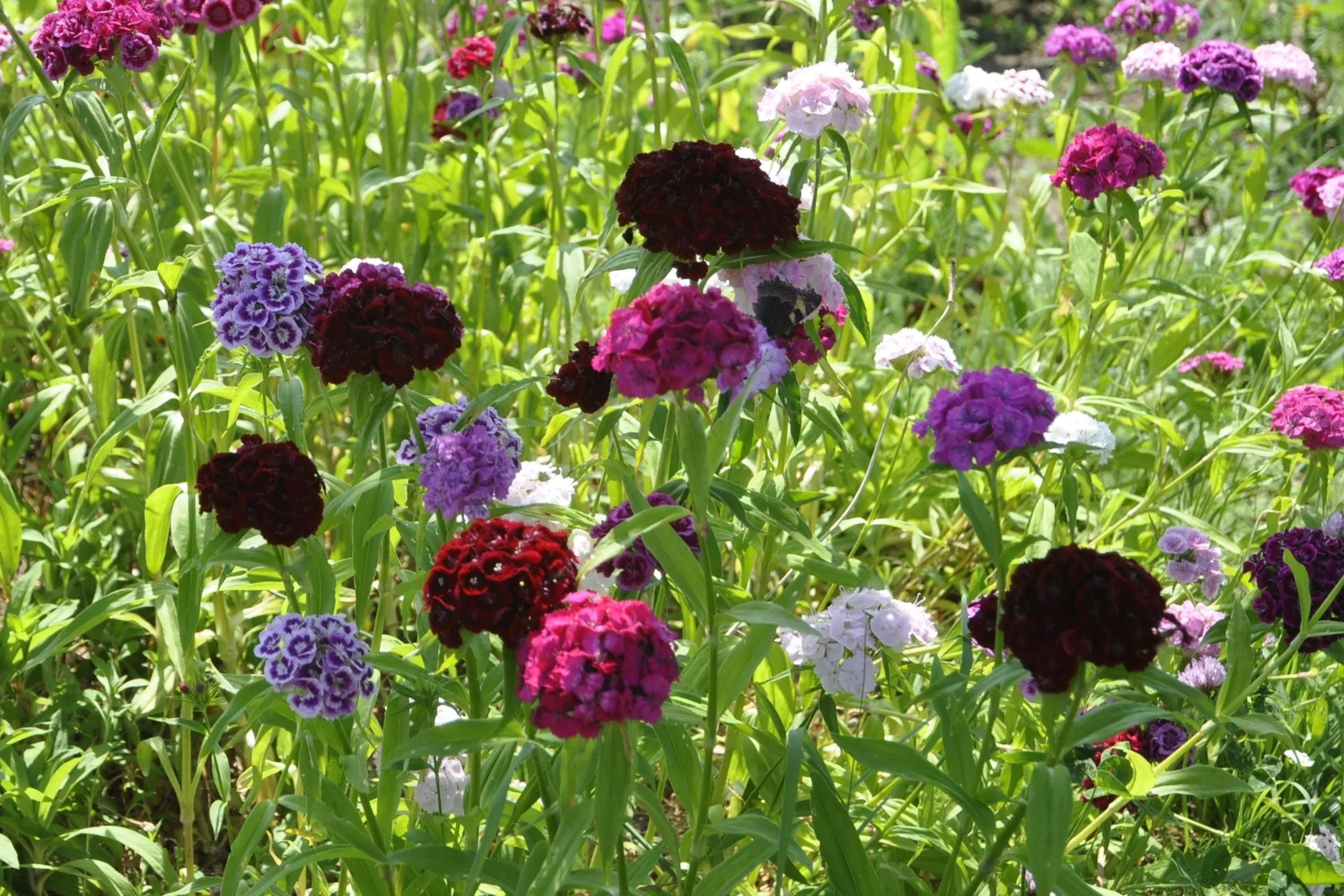Grenadin King of Blacks Carnation Seeds | Deep Purple Blooms | Fragrant Heirloom | Attracts Pollinators |