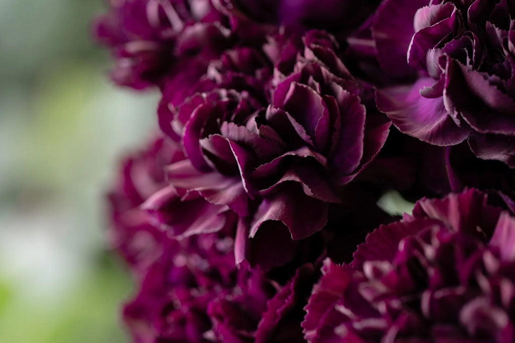 Grenadin King of Blacks Carnation Seeds | Deep Purple Blooms | Fragrant Heirloom | Attracts Pollinators |
