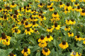 Clasping Coneflower Seeds | Rudbeckia Amplexicaulis | Drought Tolerant | Attracts Pollinators | Non-GMO |