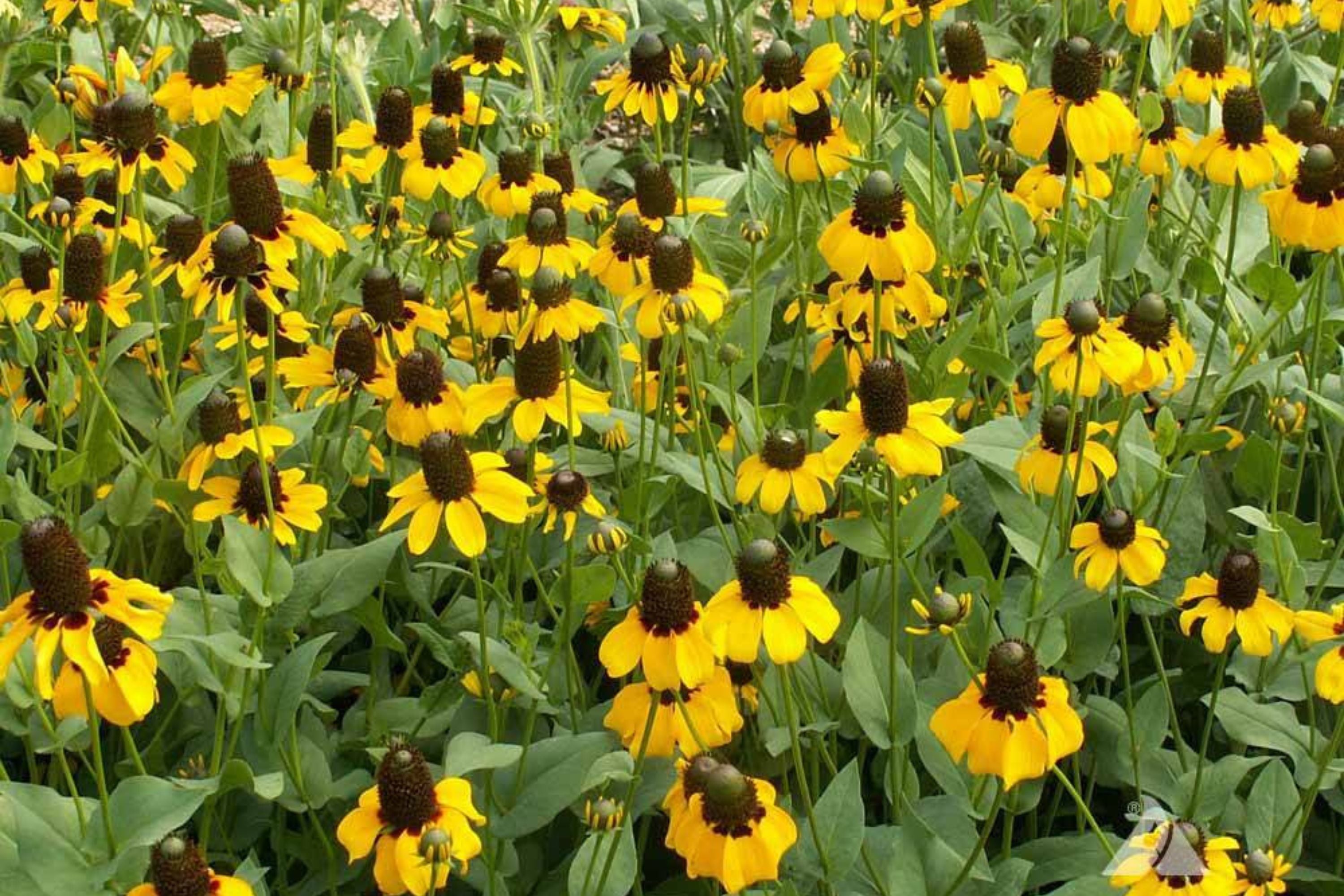 Clasping Coneflower Seeds | Rudbeckia Amplexicaulis | Drought Tolerant | Attracts Pollinators | Non-GMO |