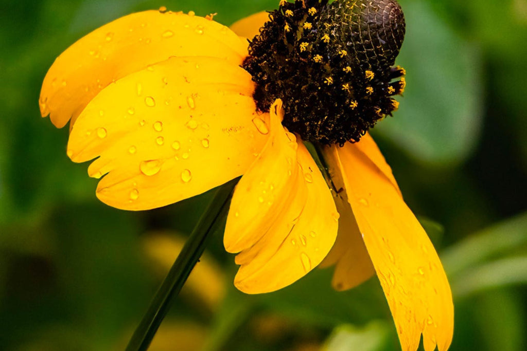 Clasping Coneflower Seeds | Rudbeckia Amplexicaulis | Drought Tolerant | Attracts Pollinators | Non-GMO |
