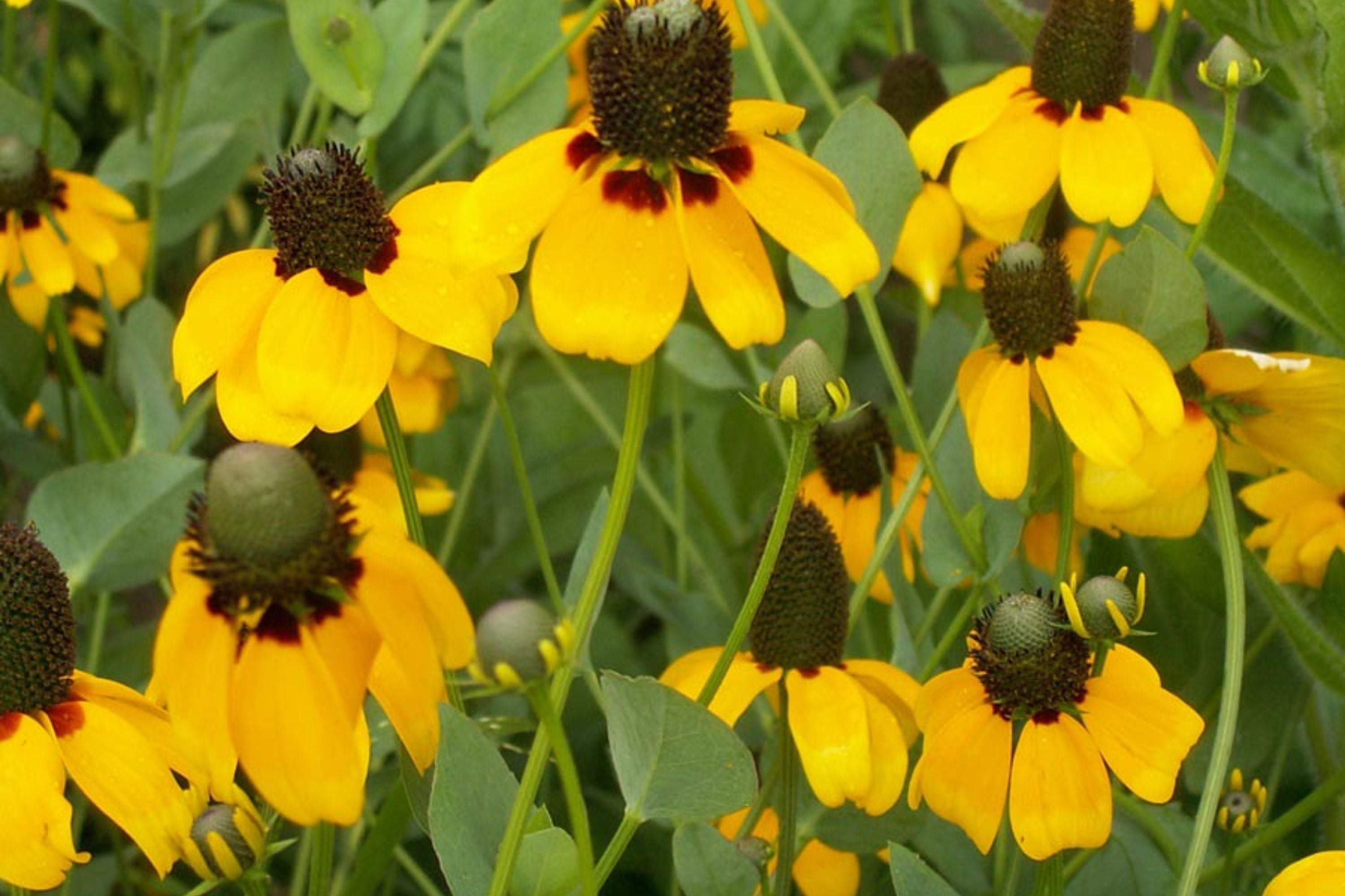 Clasping Coneflower Seeds | Rudbeckia Amplexicaulis | Drought Tolerant | Attracts Pollinators | Non-GMO |