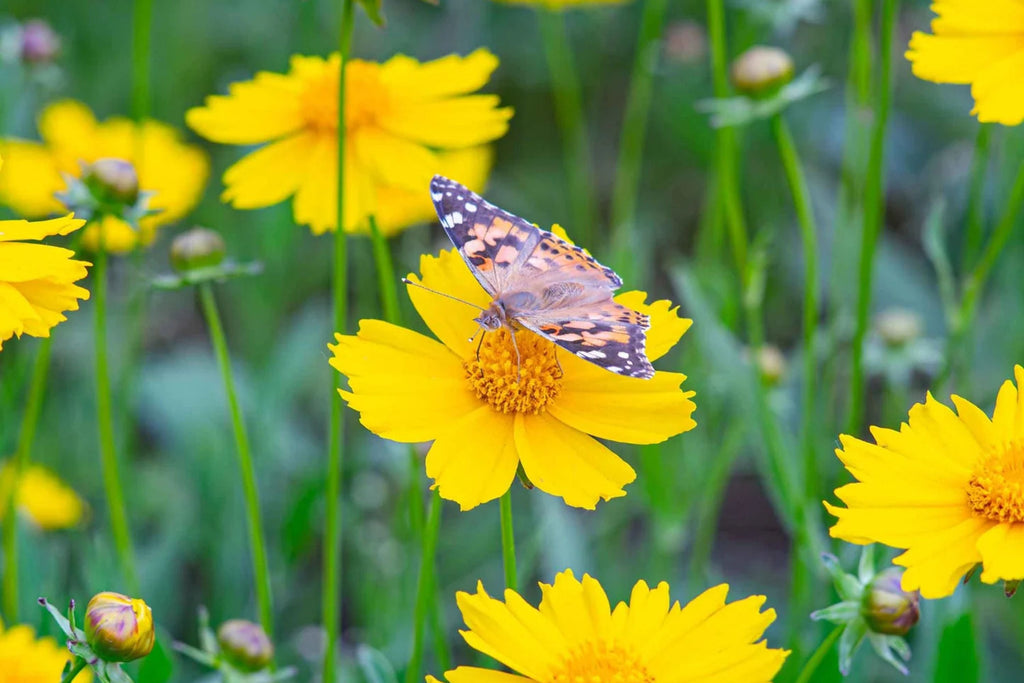 Lance Leaf Coreopsis Seeds | Non-GMO | Golden Yellow Blooms | Drought Tolerant | Attracts Pollinators |