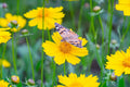 Lance Leaf Coreopsis Seeds | Non-GMO | Golden Yellow Blooms | Drought Tolerant | Attracts Pollinators |