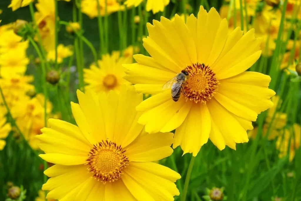 Lance Leaf Coreopsis Seeds | Non-GMO | Golden Yellow Blooms | Drought Tolerant | Attracts Pollinators |