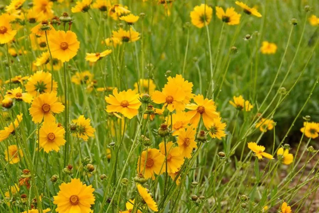 Lance Leaf Coreopsis Seeds | Non-GMO | Golden Yellow Blooms | Drought Tolerant | Attracts Pollinators |