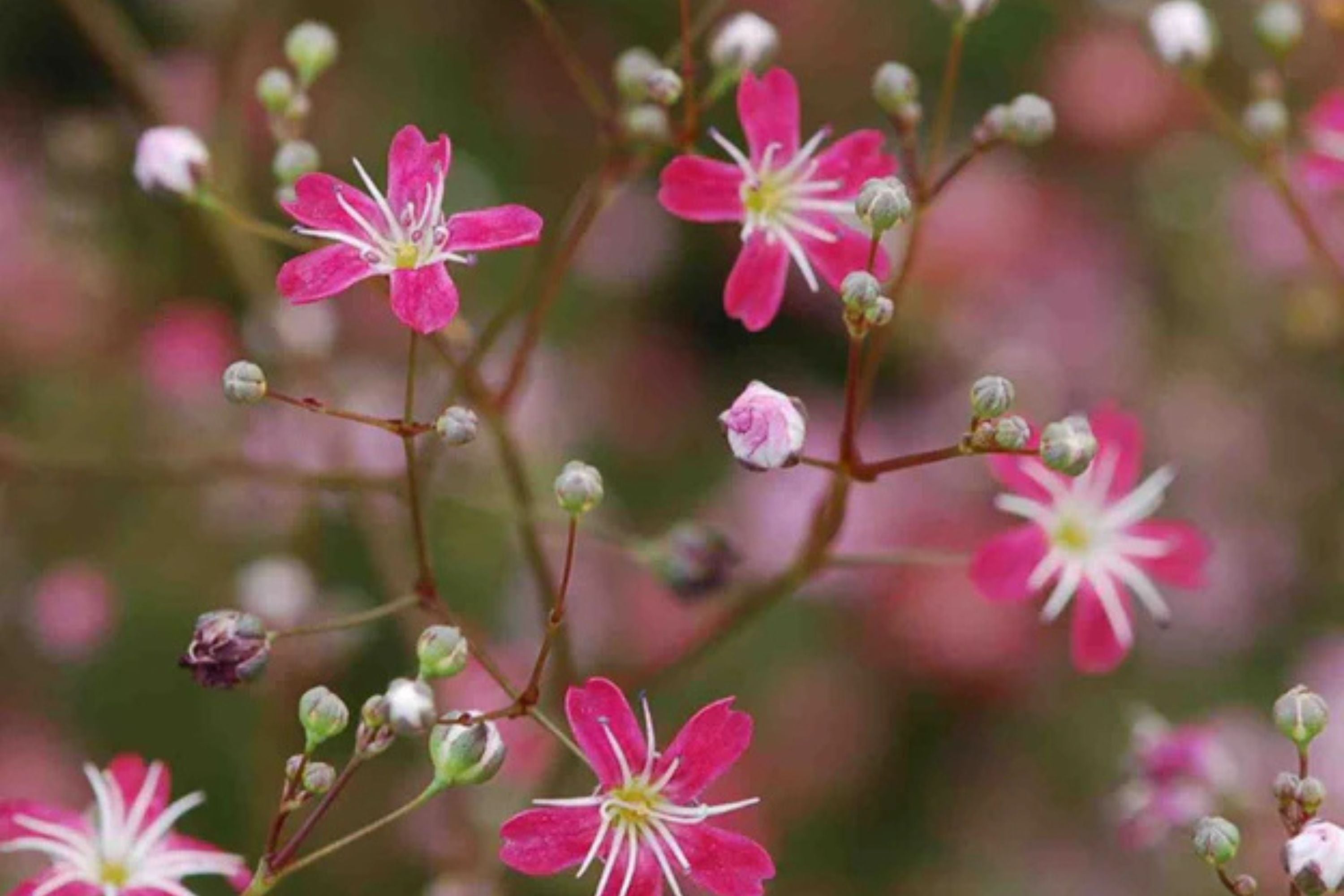 Crimson Red Carmine Baby's Breath Seeds | Non-GMO | Pink-Red Blooms | Cut Flower Garden | Attracts Pollinators |