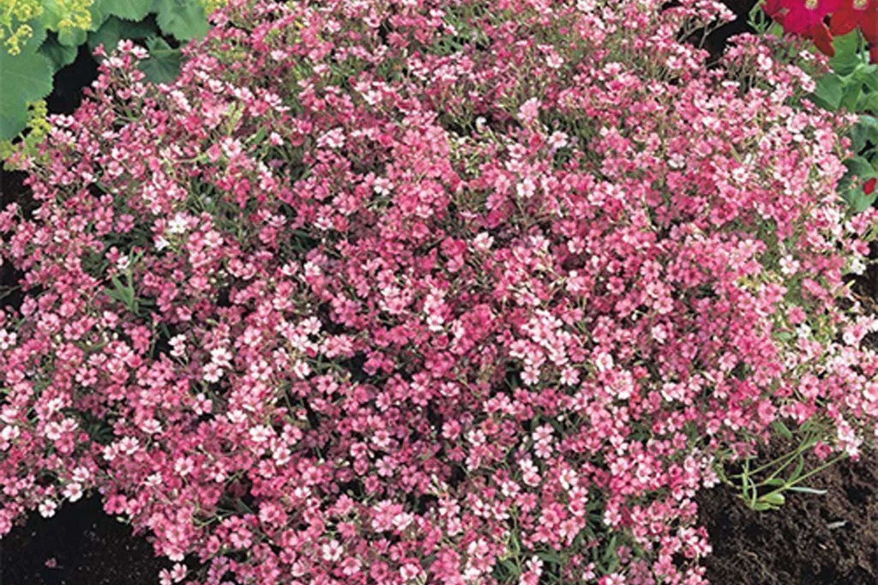 Crimson Red Carmine Baby's Breath Seeds | Non-GMO | Pink-Red Blooms | Cut Flower Garden | Attracts Pollinators |