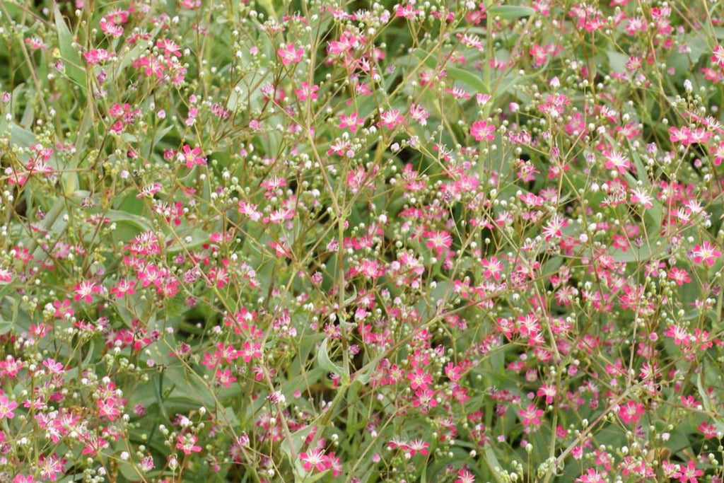 Crimson Red Carmine Baby's Breath Seeds | Non-GMO | Pink-Red Blooms | Cut Flower Garden | Attracts Pollinators |
