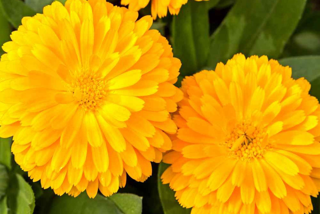 Golden Emperor Calendula Seeds | Non-GMO | Bright Yellow Blooms | Attracts Pollinators | Edible Flowers |
