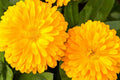 Golden Emperor Calendula Seeds | Non-GMO | Bright Yellow Blooms | Attracts Pollinators | Edible Flowers |