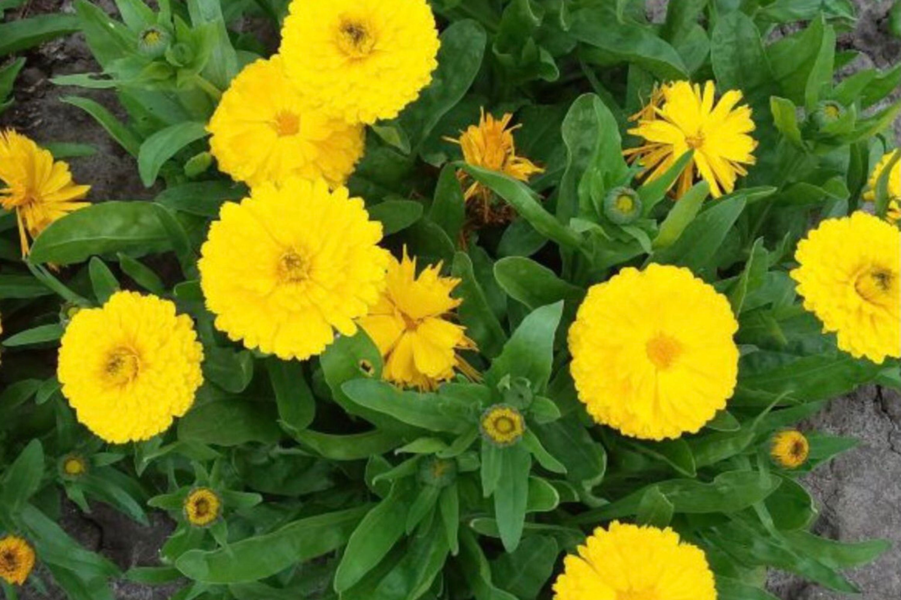 Golden Emperor Calendula Seeds | Non-GMO | Bright Yellow Blooms | Attracts Pollinators | Edible Flowers |