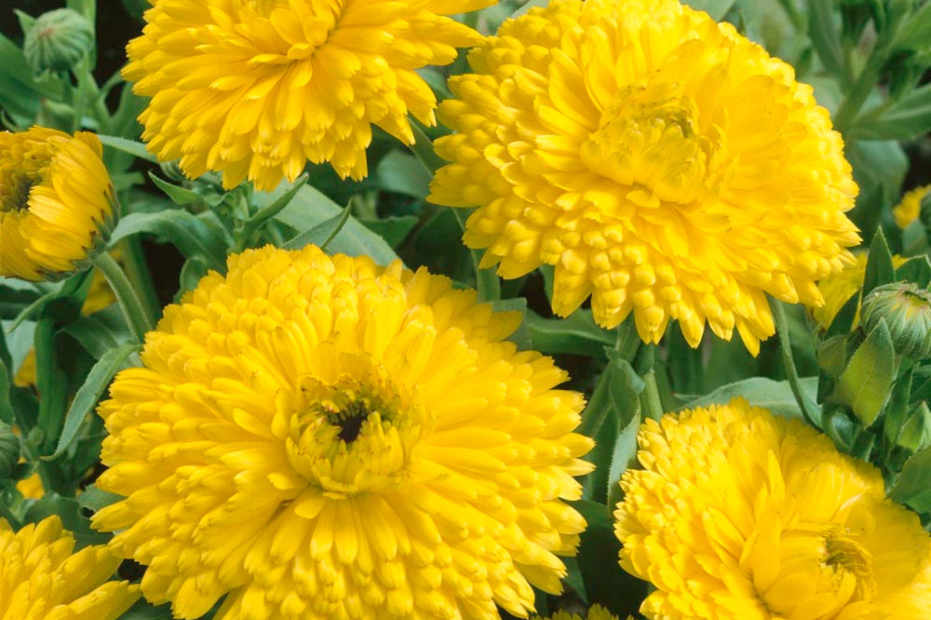 Golden Emperor Calendula Seeds | Non-GMO | Bright Yellow Blooms | Attracts Pollinators | Edible Flowers |