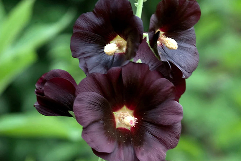 Nigra Hollyhock Seeds | Non-GMO | Dark Red-Black Blooms | Tall Perennial | Attracts Pollinators |