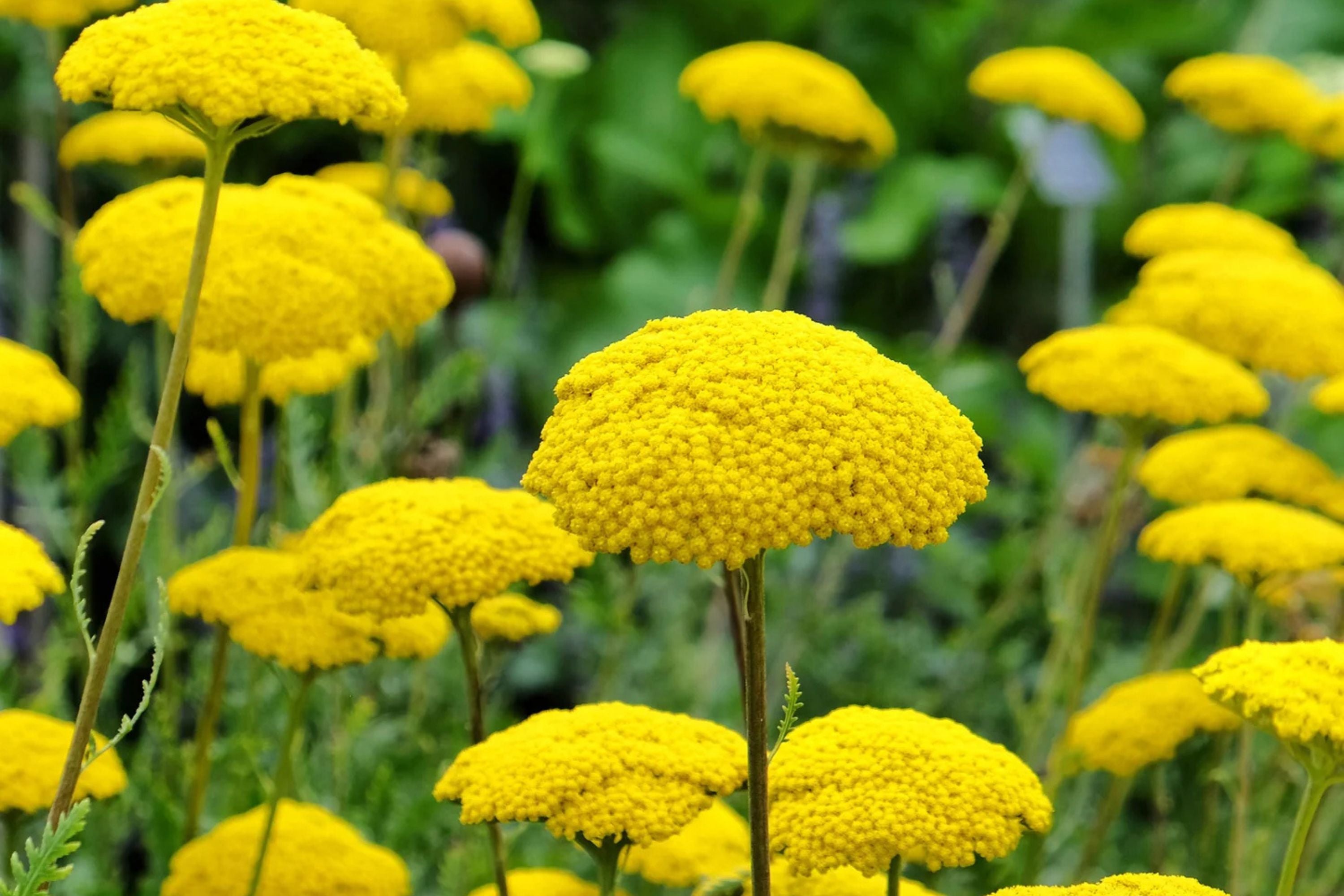 Gold Yarrow Seeds | Non-GMO | Golden-Yellow Blooms | Drought Tolerant | Attracts Pollinators |