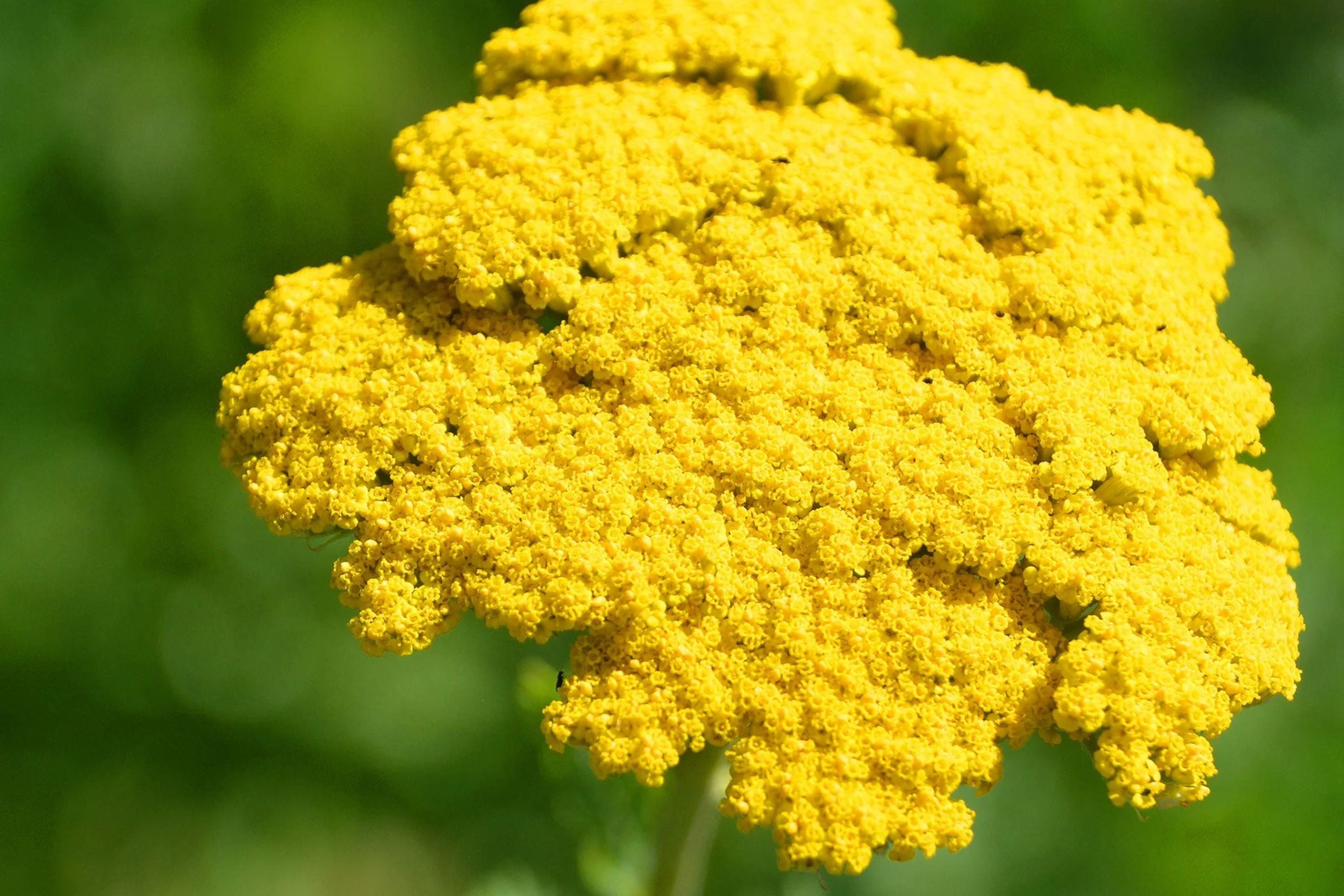 Gold Yarrow Seeds | Non-GMO | Golden-Yellow Blooms | Drought Tolerant | Attracts Pollinators |