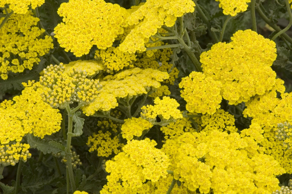 Gold Yarrow Seeds | Non-GMO | Golden-Yellow Blooms | Drought Tolerant | Attracts Pollinators |
