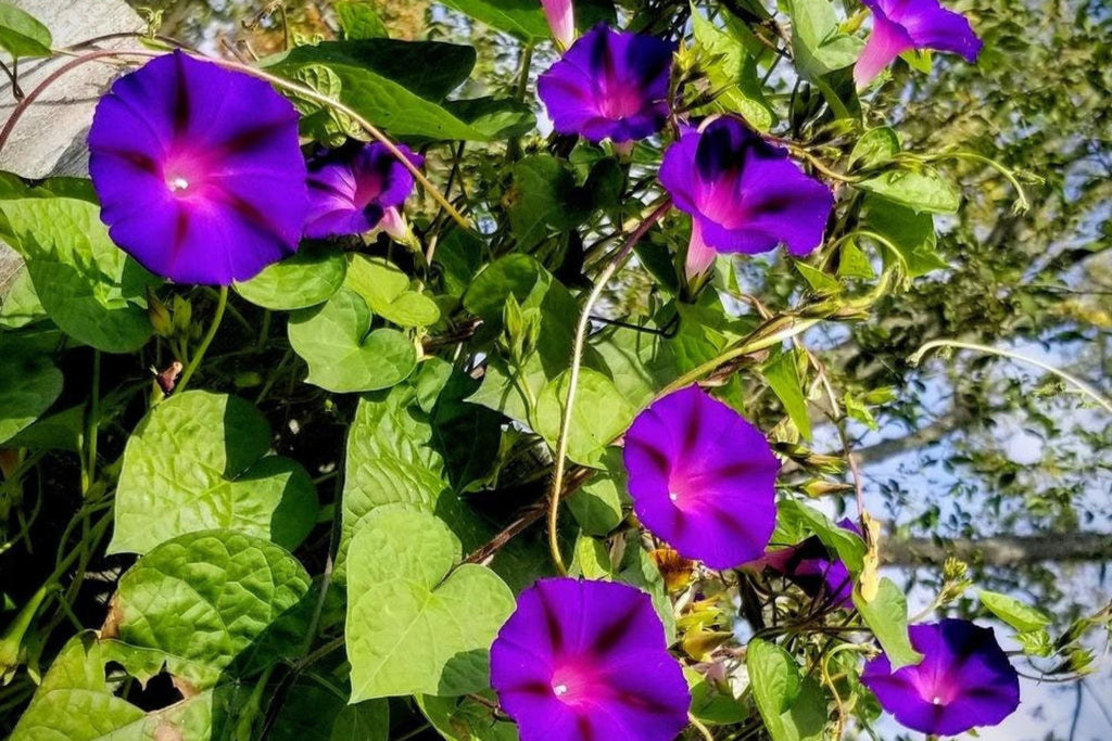 Grandpa Ott Morning Glory Seeds | Non-GMO | Purple Blooms | Attracts Pollinators | Fast Growing Vine |