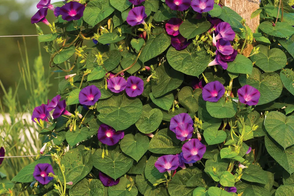 Grandpa Ott Morning Glory Seeds | Non-GMO | Purple Blooms | Attracts Pollinators | Fast Growing Vine |