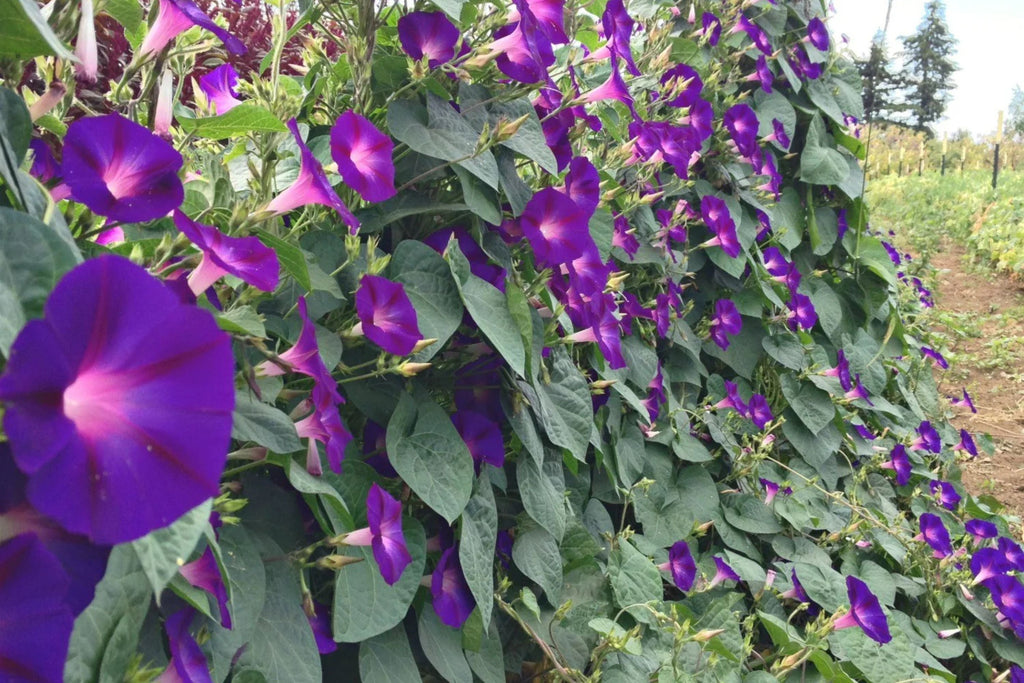Grandpa Ott Morning Glory Seeds | Non-GMO | Purple Blooms | Attracts Pollinators | Fast Growing Vine |