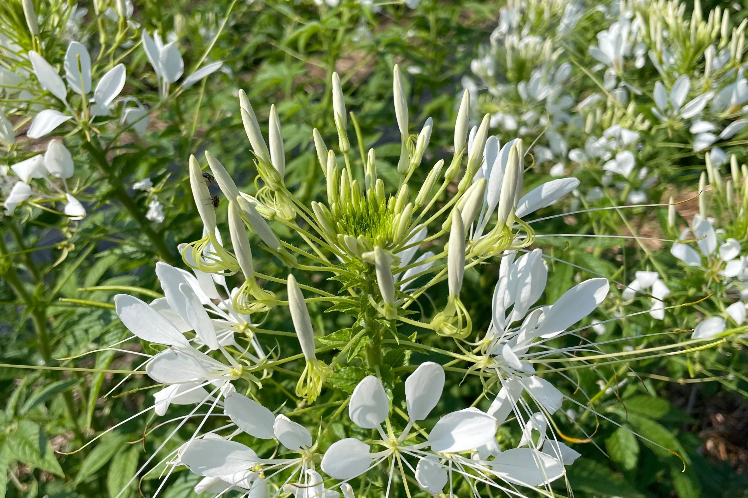 White Queen Cleome Seeds | Non-GMO | Fragrant White Blooms | Attracts Pollinators |