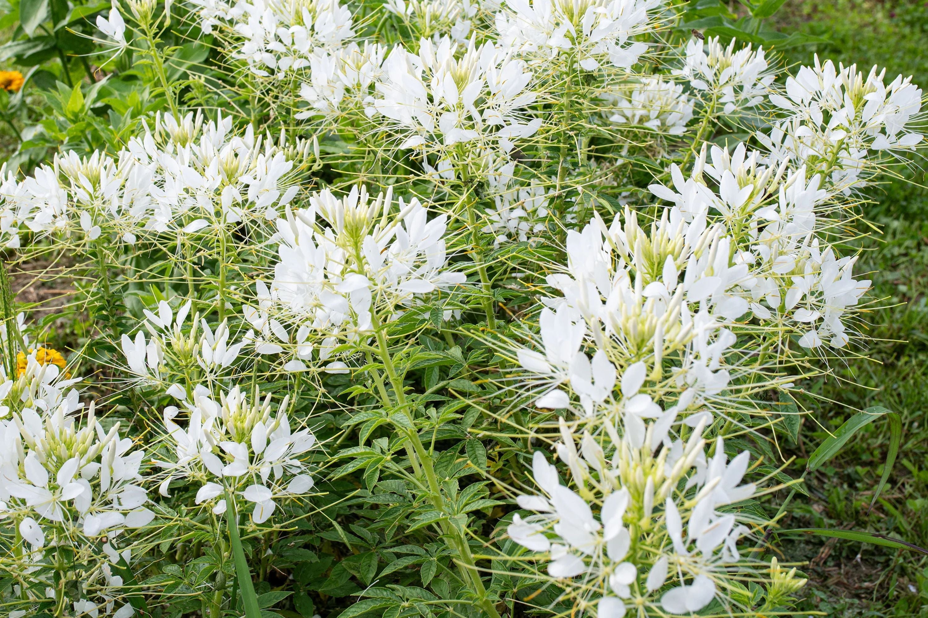 White Queen Cleome Seeds | Non-GMO | Fragrant White Blooms | Attracts Pollinators |