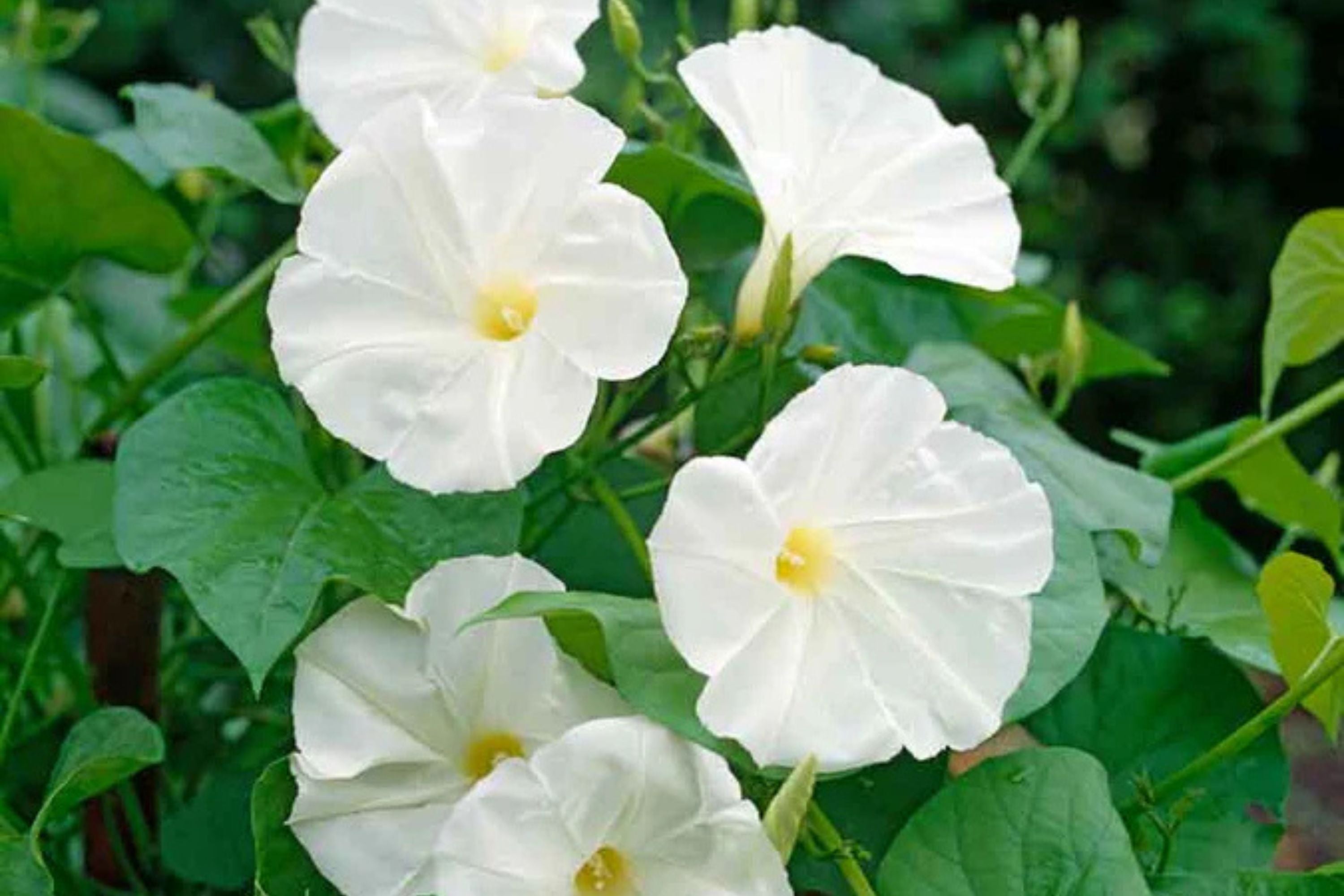 Pearly Gates Morning Glory Seeds | Non-GMO | Pure White Blooms | Fast-Climbing Vine |