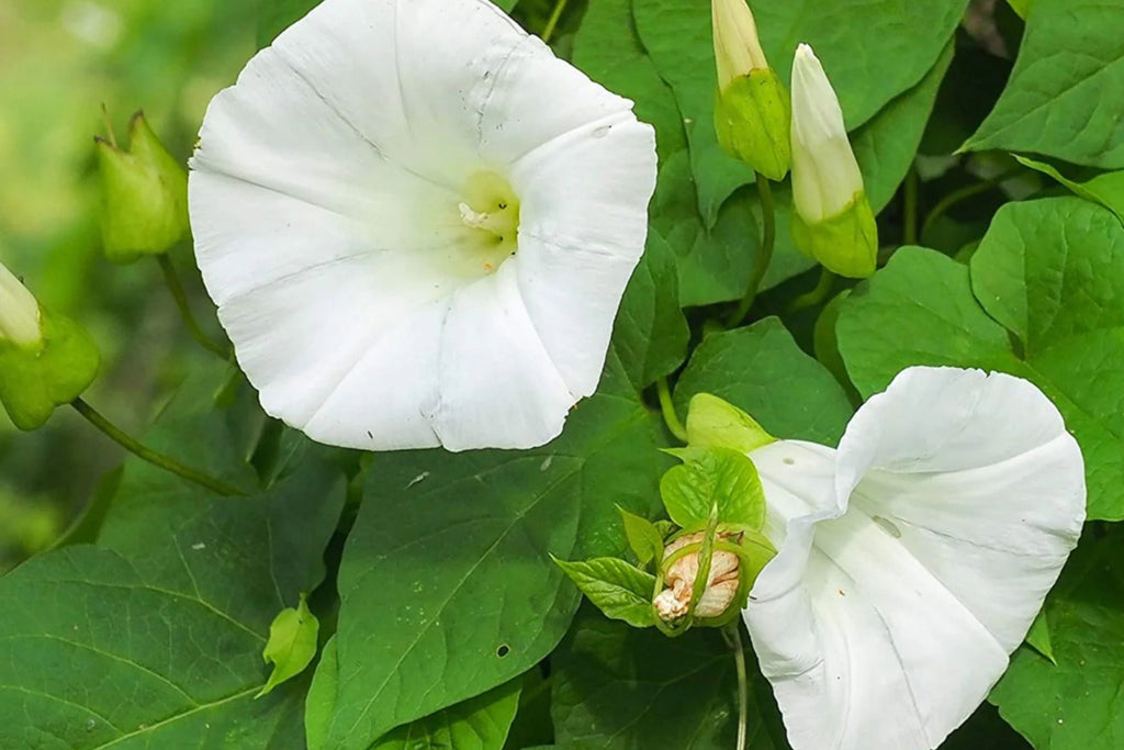 Pearly Gates Morning Glory Seeds | Non-GMO | Pure White Blooms | Fast-Climbing Vine |