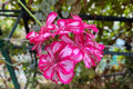 Precision Burgundy Ice Ivy Leaf Geranium Seeds, 25 Flower Seeds, Trailing Blooms, Full Sun, Container & Hanging Baskets