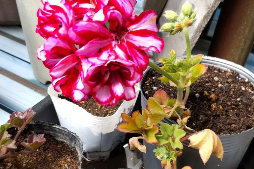 Precision Burgundy Ice Ivy Leaf Geranium Seeds, 25 Flower Seeds, Trailing Blooms, Full Sun, Container & Hanging Baskets