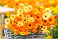 Pacific Beauty Mix Calendula Seeds | Non-GMO | Orange, Yellow, Cream Blooms | Edible Flowers |
