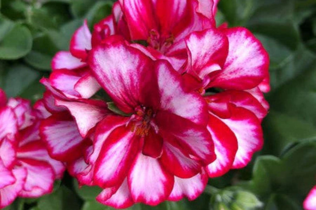 Precision Burgundy Ice Ivy Leaf Geranium Seeds, 25 Flower Seeds, Trailing Blooms, Full Sun, Container & Hanging Baskets